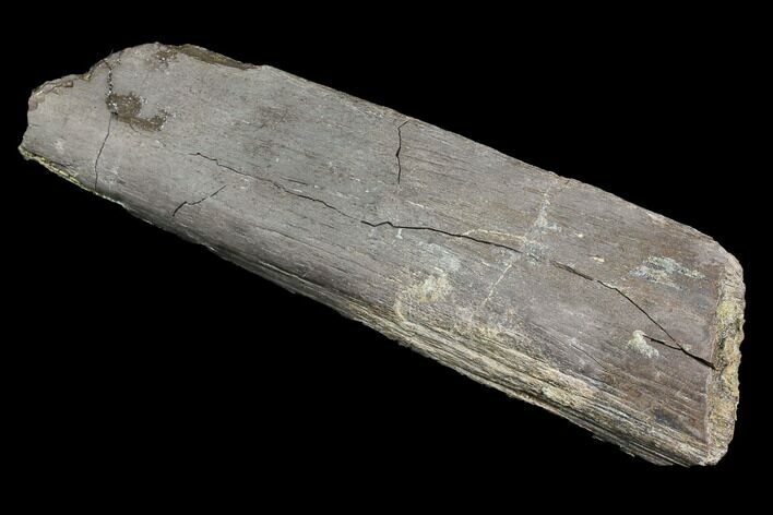 Fossil Hadrosaur Rib Bone Section - Aguja Formation, Texas #116510